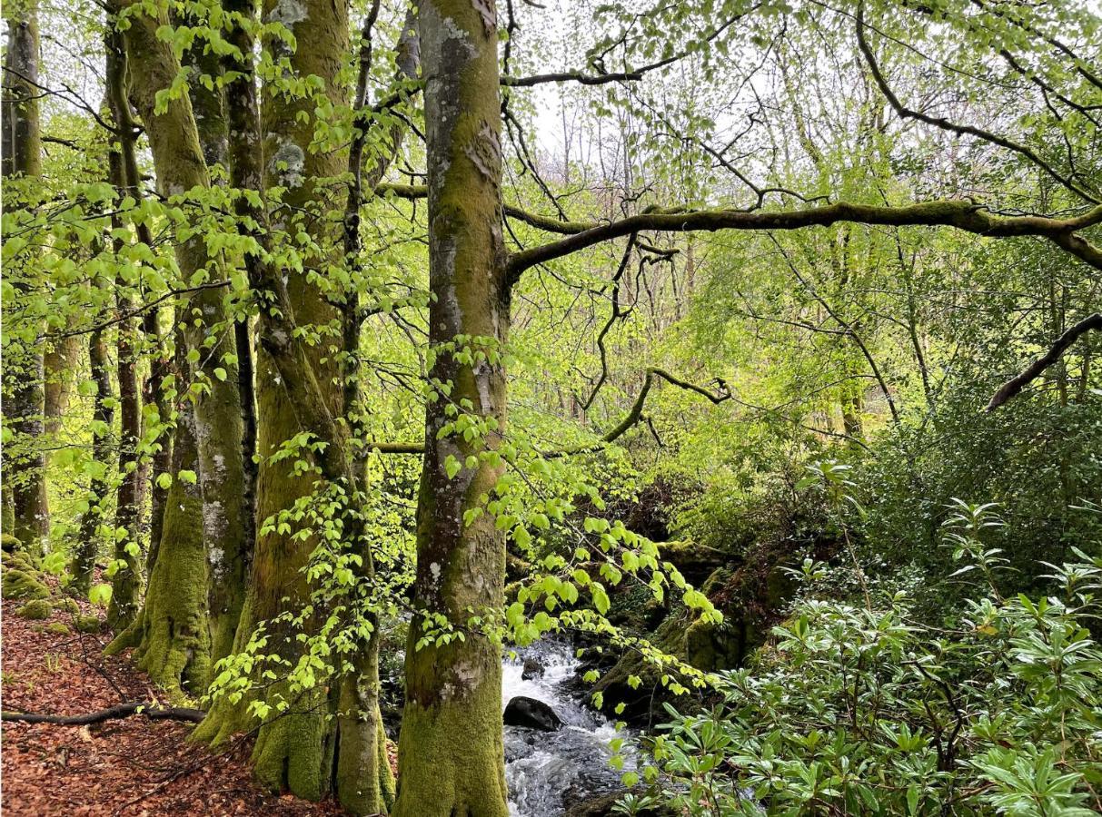 Cosy Woodland Off Grid Shepherds Hut - Rowan Villa Castle Douglas Esterno foto